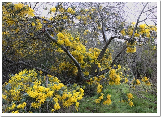 120211_UCSC_Arboretum_Acacia-baileyana_11