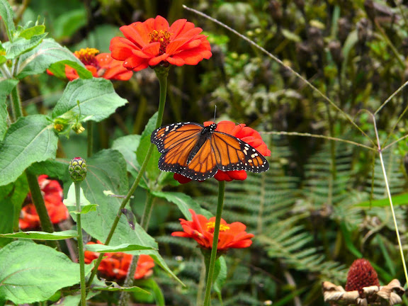 Danaus plexippus megalippe HÜBNER [1826]. Coroico (alt. 1800 m). Bolivie, 5 février 2008. Photo : J. F. Christensen