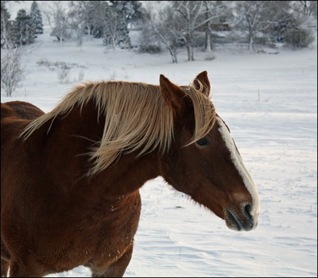 snow horses 040a