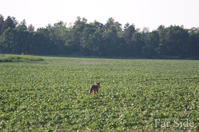 Coyote in the bean field