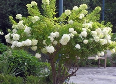 hydrangea hydrangea