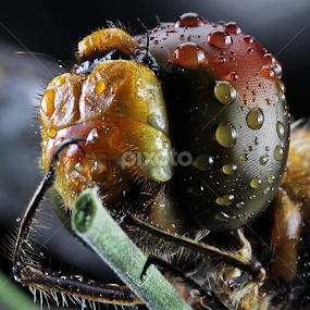 by Hernawan Safari - Animals Insects & Spiders