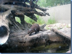0203 Alberta Calgary - Calgary Zoo The Canadian Wilds - Cequel Lodge - River Otter