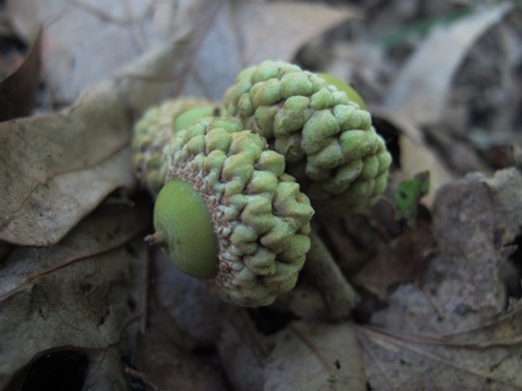 2 green acorns