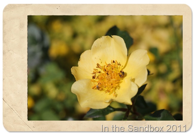 yellow rose in CS frame