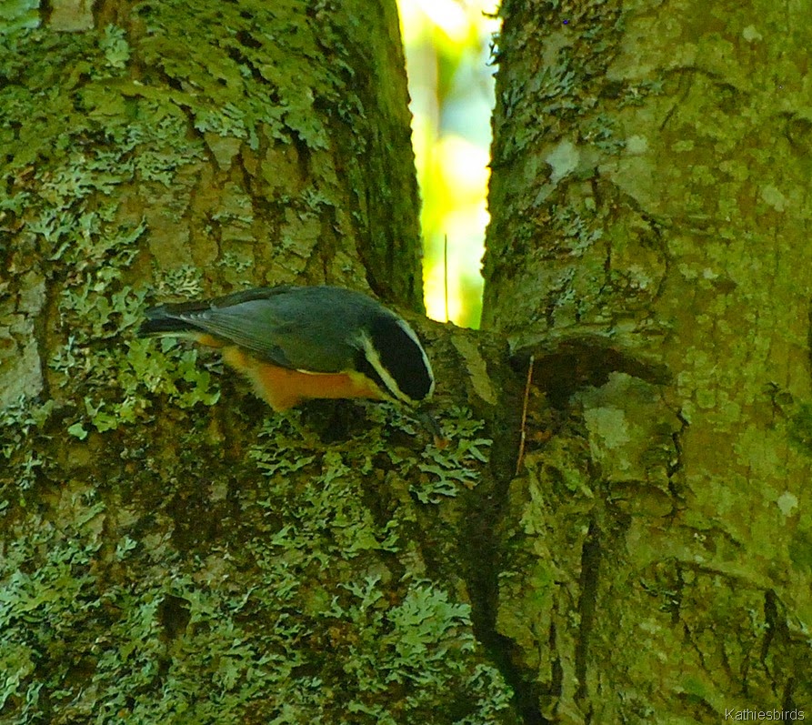 [3.%2520red-breasted%2520nuthatches-kab%255B4%255D.jpg]