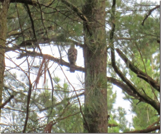 Harrier hawk in pine tree