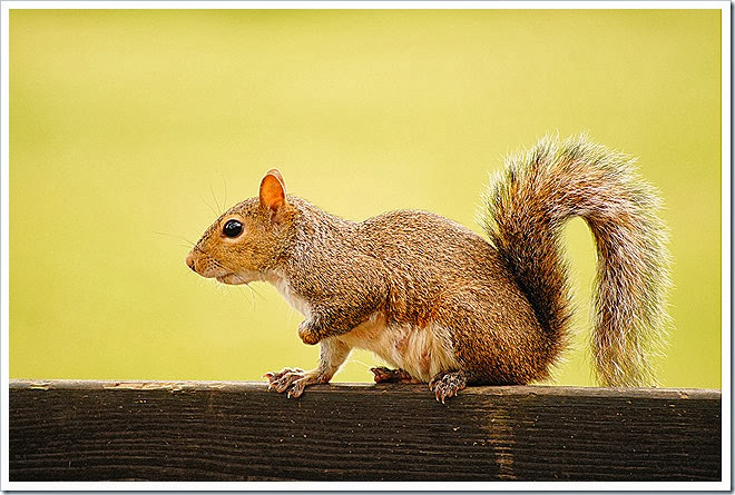 public-domain-pictures-squirrel-1 (287)