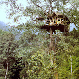 casa-arbol.jpg