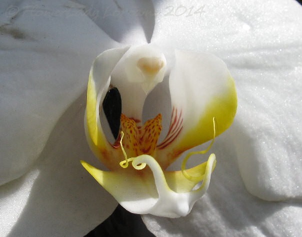 [04-29-unkn-white-orchid2%255B2%255D.jpg]