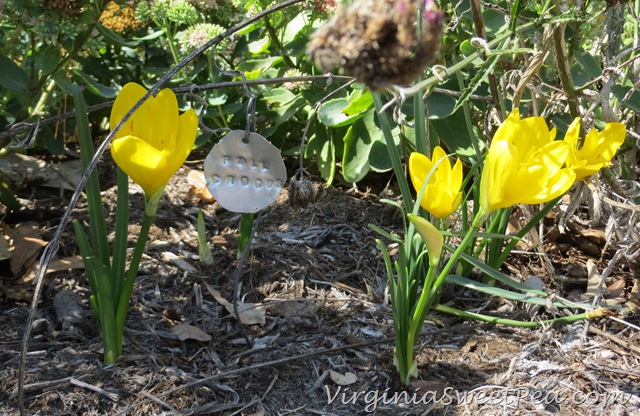 [Fall%2520Crocus%255B3%255D.jpg]