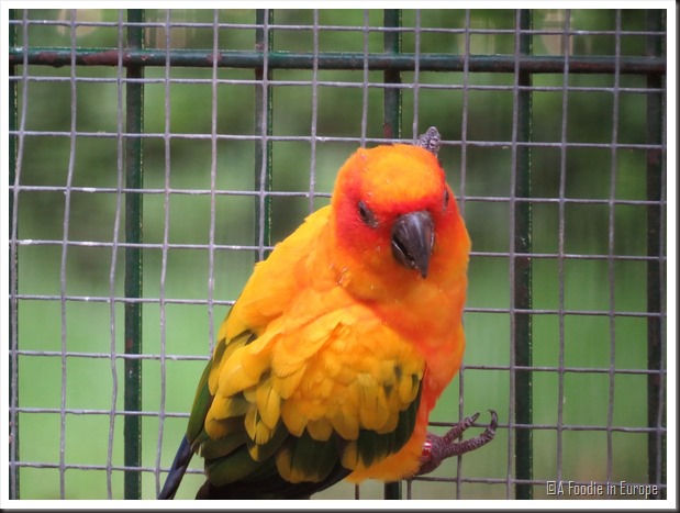 colorful parrot 3