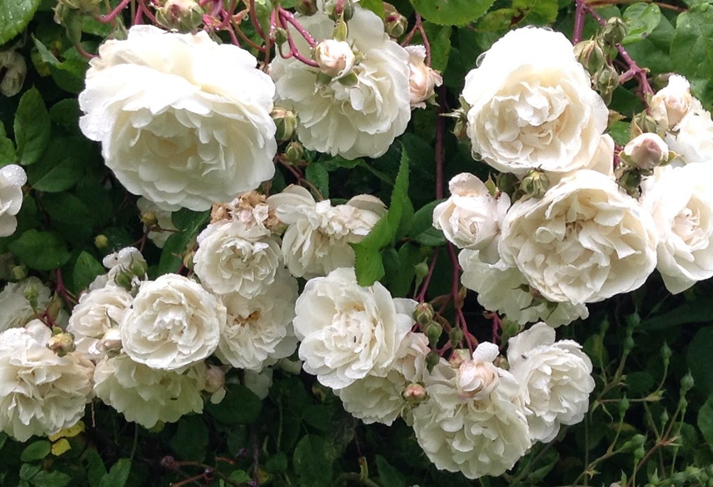 [white-roses3.jpg]
