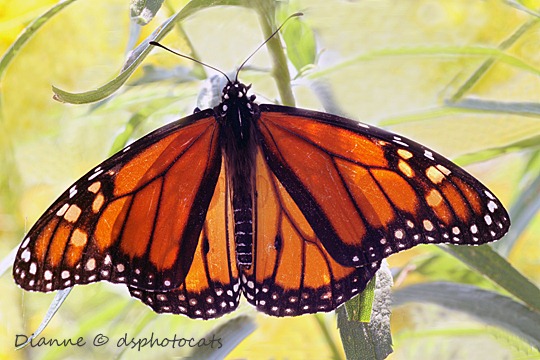 [IMG_6954-Monarch-Butterfly-17.jpg]