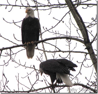 couple of eagles
