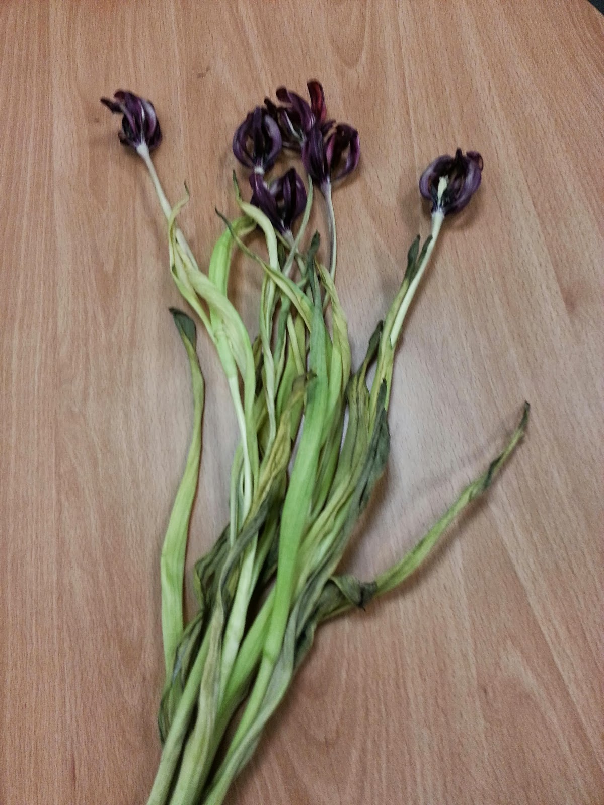 Adventures Without Grammar Check(s) Dry Tulip