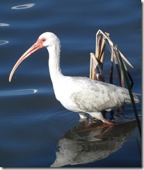 Ibis wading for a fish