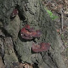 Reishi Mushroom (Ganoderma lucidum) in Riverside Park {1 of 2]
