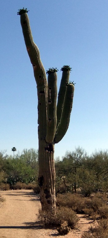 [saguaro-6-4-2012-8-22-40-AM-910x2005%255B2%255D.jpg]
