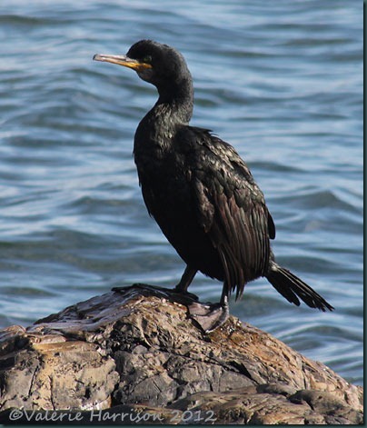 17-cormorant