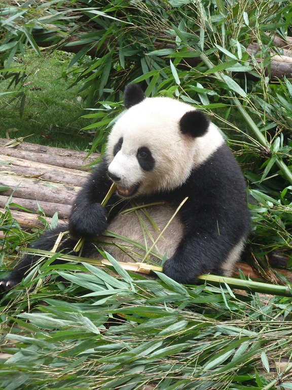 [China-Chengdu-Panda-July-2012-113.jpg]