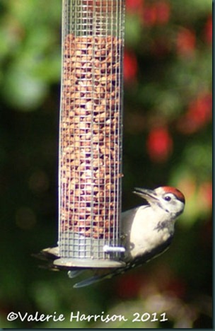 3 great-spotted-woodpecker-juv