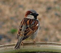 [sparrow%255B6%255D.jpg]