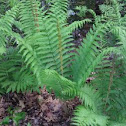 Common wild fern