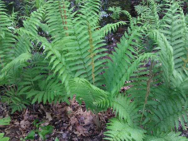 Common wild fern | Project Noah