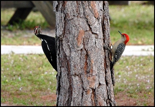 Red-Bellied  and Pileated Woodpecker