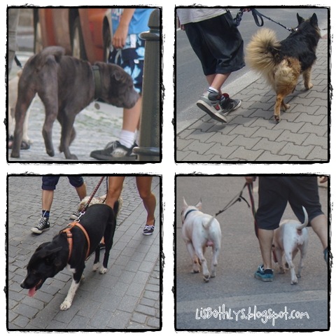Hunde i Prags gader.