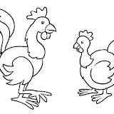 gallo_gallina.jpg