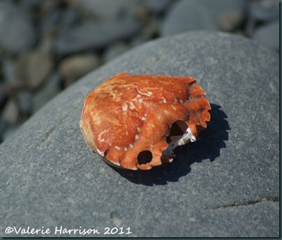 19-crab-shell