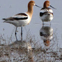 American Avocet