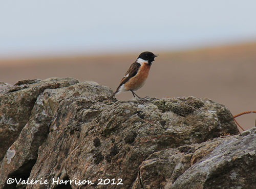 [58-stonechat-and-emperor%255B2%255D.jpg]