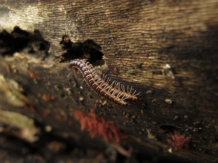 millipedes mating