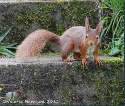 3 red-squirrel-2
