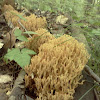 Coral Fungi