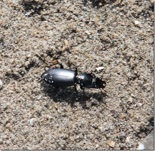 39-ground-beetle