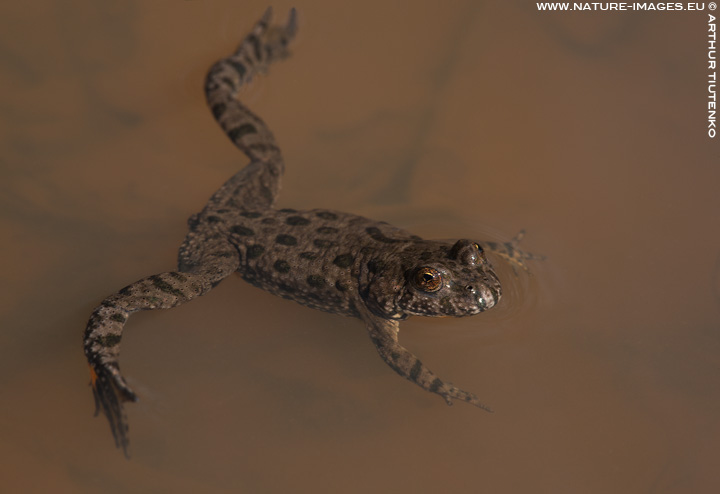 Fire-bellied Toad