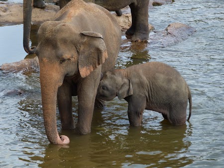 08. Orfelinatul de elefanti din Sri Lanka.JPG