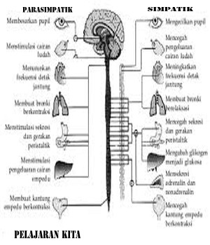 [Saraf%2520Otonom%255B26%255D.jpg]