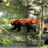 Roter Panda
