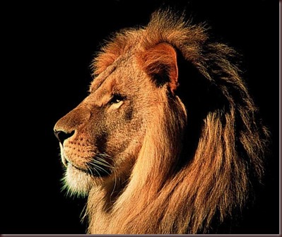 Amazing Animals Pictures Lion  (5)