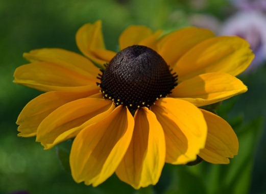 Rudbeckia Toto Gold (dwarf) - coneflower or cone daisy