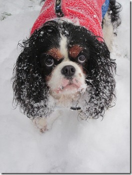 Maisie having fun in the snow 021 (768x1024)