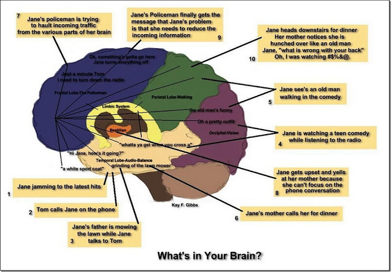 Copy of brain diagram 4_thumb[4][1]