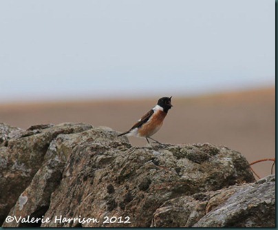 57-stonechat-and-emperor