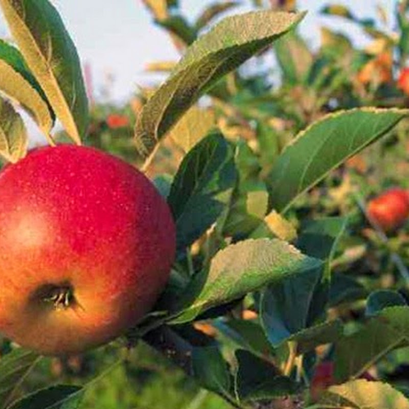 Walking the Black River Valley: Route of Apple.