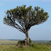Candelabra Tree
